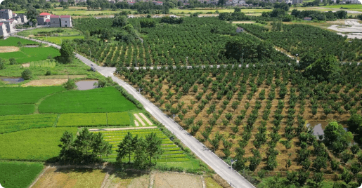 江西千募柚合作社技术托管基地